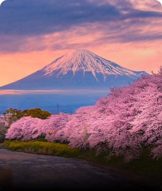 Japan: Cherry Blossom Special